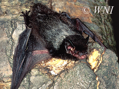 Lasionycteris noctivagans